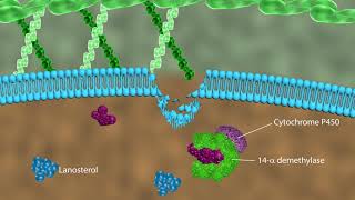 Mechanism of action of antifungal drugs [upl. by Llehsal711]