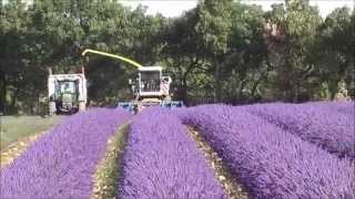 Lavender Harvest in Provence Valensole 2014 [upl. by Mckenna]