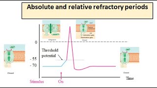 Absolute and relative refractory period [upl. by Fabriane]