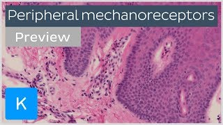 Peripheral mechanoreceptors preview  Human Histology  Kenhub [upl. by Ahsienaj20]