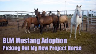 BLM MUSTANG ADOPTION  Picking Out My New Project Horse [upl. by Ful]