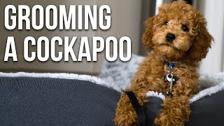 Grooming Our Cockapoo  First Puppy Haircut [upl. by Airpac]