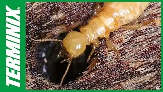 Protect Your Home From Termites  Termite Species  Terminix [upl. by Adnwahsal]