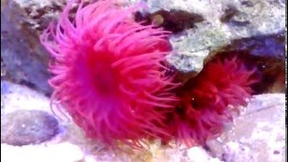 Mediterranean Anemone  Beadlet Anemone Actinia equina [upl. by Ocsirf5]