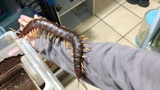 Giant Pet Centipede Crawls All Over Its Owner [upl. by Atalee]