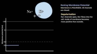 Depolarization vs Repolarization Action Potentials [upl. by Ahsinut989]