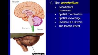 Neuroscience Subcortical Structures [upl. by Penhall]