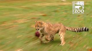 Cheetah Cubs Starting to Run  Cincinnati Zoo [upl. by Kingsbury]