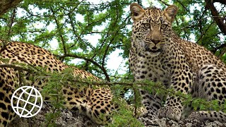 Serengeti National Park Tanzania Amazing Places 4K [upl. by Adniram935]