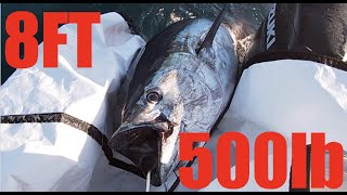 What WICKED TUNA DOESNT WANT TO SHOW YOU  Commercial fishing BLUEFIN TUNA [upl. by Brom186]