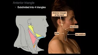 Triangles of the Neck [upl. by Fredia329]