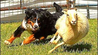 Bernese Mountain Dog Intelligent Giant [upl. by Naimad722]