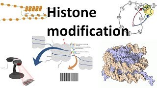 Histone modifications Introduction [upl. by Val]