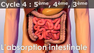 SVT  Cycle 4  COURS  Labsorption intestinale [upl. by Hayila]