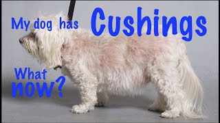 Cushings disease in dogs [upl. by Rusell]