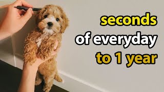 Puppy Growing 8 Weeks to 1 Year  Cavapoo [upl. by Natsyrk]