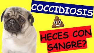 Cómo se Cura la COCCIDIOSIS en PERROS y GATOS [upl. by Enyaw530]