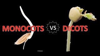 Differences between MONOCOTS and DICOTS [upl. by Enihpad333]