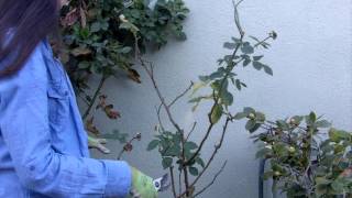 How to Prune Your Roses in 4 Easy Steps [upl. by Kamal]