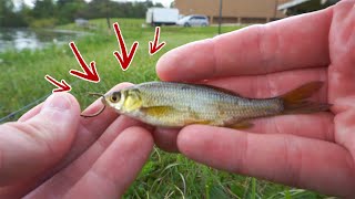 How to Rig LIVE MINNOWS to Catch More Bass [upl. by Anrehs]