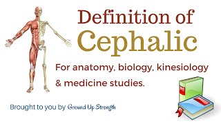 Cephalic Definition Anatomy Biology Kinesiology Medicine [upl. by Chi]