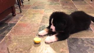 Bernese Mountain Dog Puppy vs Lemon [upl. by Uamak]