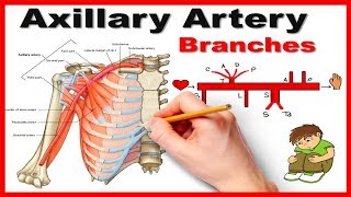 Arteries of the lower limb [upl. by Oika]