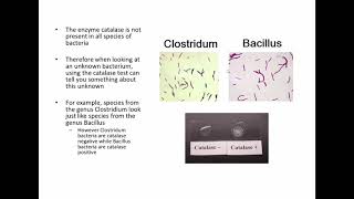 Enterobacteriaceae and Biochemical Testing [upl. by Guido]