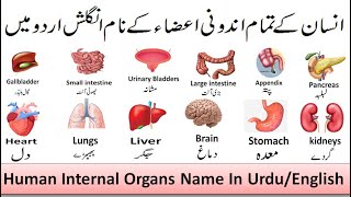 Human Internal Organs  Body internal organs in UrduHindi  Parts of Human Body  inside our body [upl. by Ydur]