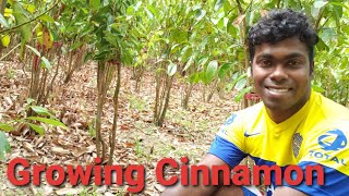 Growing Cinnamon  Cinnamon Cultivation [upl. by Osy]