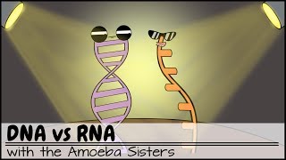 DNA vs RNA Updated [upl. by Carmina]