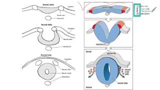 CNS Embryology [upl. by Goodhen865]