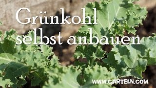 Grünkohl selbst anbauen [upl. by Suoivatram]