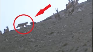 Lynx hunting Wild Goat  İncredible Scenes [upl. by Ollecram]