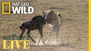 What Does It Take for a Cheetah to Hunt Wildebeest  Nat Geo Wild [upl. by Amilb]