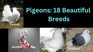 Pigeons 18 Beautiful Breeds [upl. by Larina]