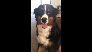 Bernese Mountain Dog Puppy In Training  ONE TAKE  Old video [upl. by Nylassej]