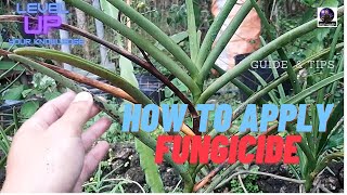 How to Apply Fungicide to your Plants [upl. by Lletnohs]