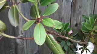 Grooming Rhododendrons [upl. by Dahsraf]