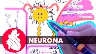 Sistema Nervioso  La neurona [upl. by Acimehs]