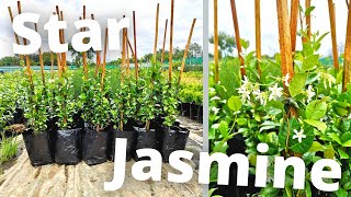 How To Grow Star Confederate Jasmine for maximum profit [upl. by Alston]