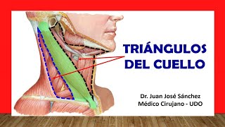 🥇 TRIÁNGULOS DEL CUELLO Fácil Rápido y Sencillo [upl. by Raines732]