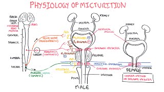 Life after Bladder Removal  Part I Anatomy [upl. by Kirchner]