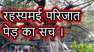 Lucknow Parijat tree Real story in Hindi  Heaven tree on earth  Episode  168 [upl. by Leaw]