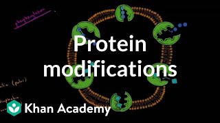 Protein modifications  Biomolecules  MCAT  Khan Academy [upl. by Neeneg]