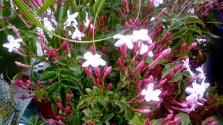 Pink Jasmine in bloom  Jasminum polyanthum [upl. by Zurc]