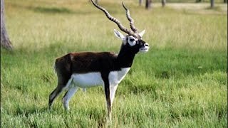 Big Buck WorldBlackbuck Adventure [upl. by Ambrosio190]