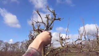 Espalier pear maintainance pruning [upl. by Assilam616]