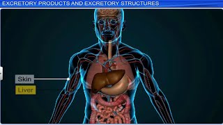 CBSE Class 11 Biology  Excretory Products and Their Elimination  Full Chapter  By Shiksha [upl. by Anale]