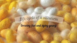 Life cycle of a silkworm  From the egg to an adult moth  Silk production Bombyx mori [upl. by Long]